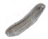 German quality Hella front indicator lens Clear - OEM PART NO: 311953161F